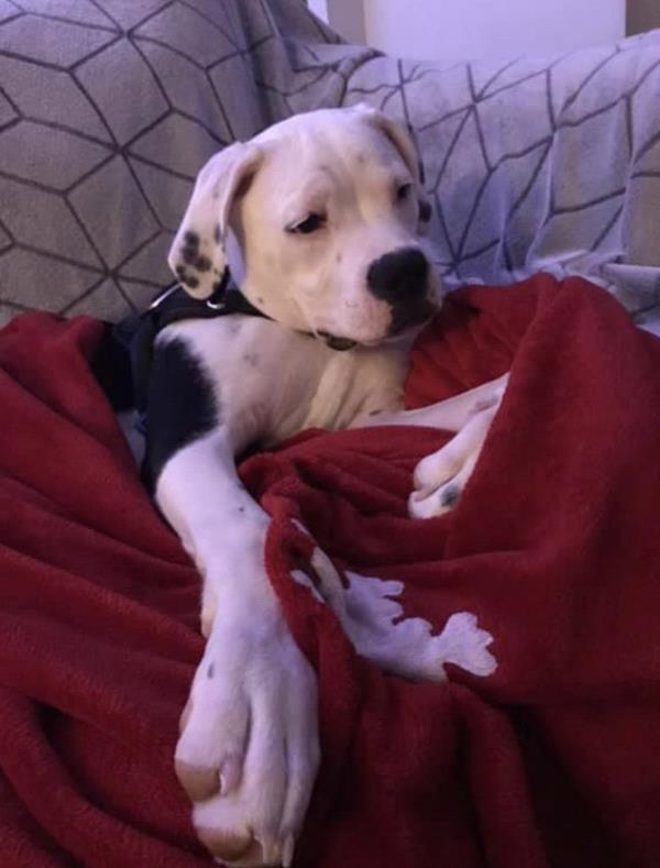 /Images/uploads/Louies Legacy Animal Rescue/cutest-rescue-pet-2023/entries/28074thumb.jpg